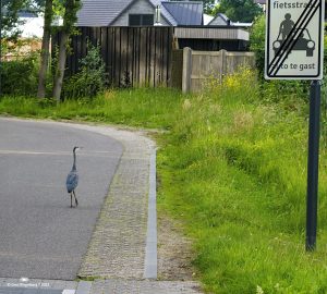 Avond4daagse donderdag - 107